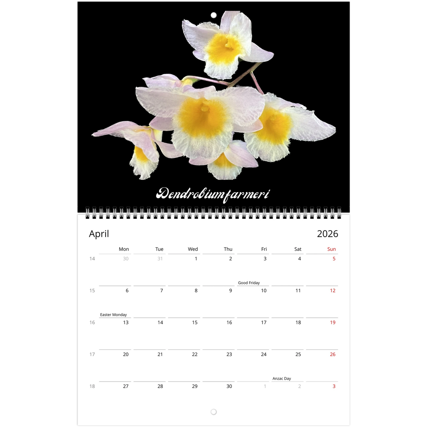 Species Orchids 2026 Wall Calendar (US & CA)