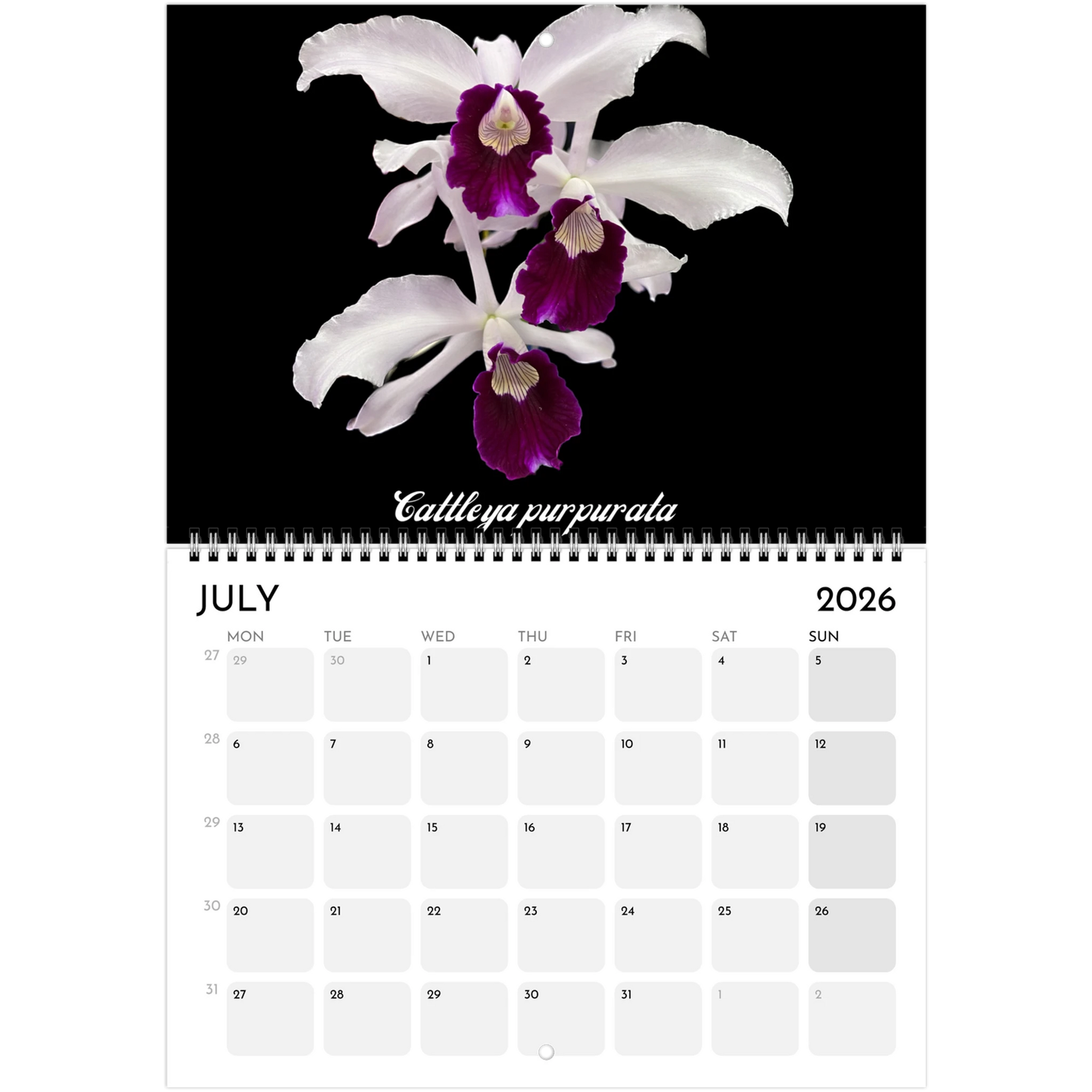 "Catts" In Black 2026 Calendar