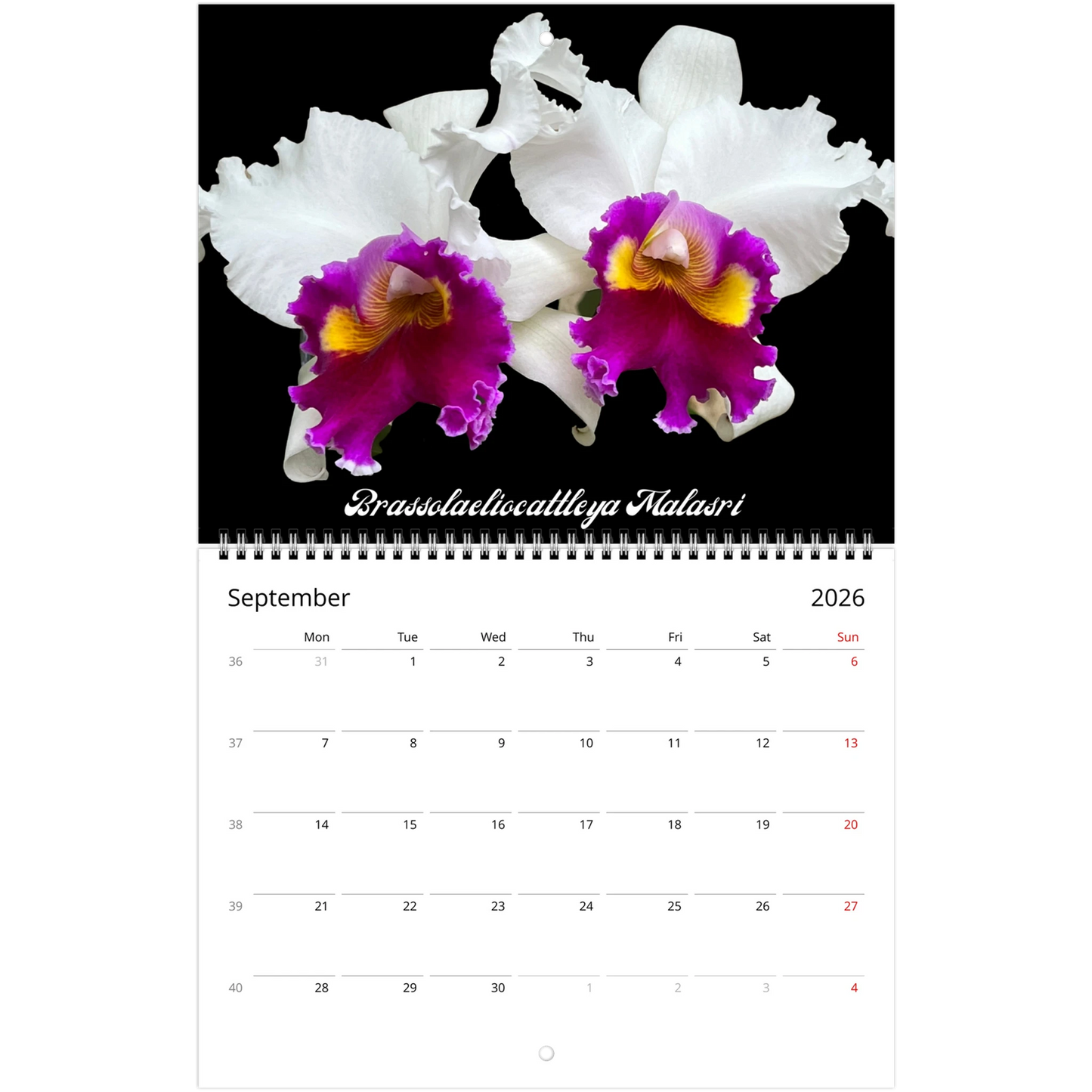 Catt's In Black Orchids 2026 Calendar (US & CA)