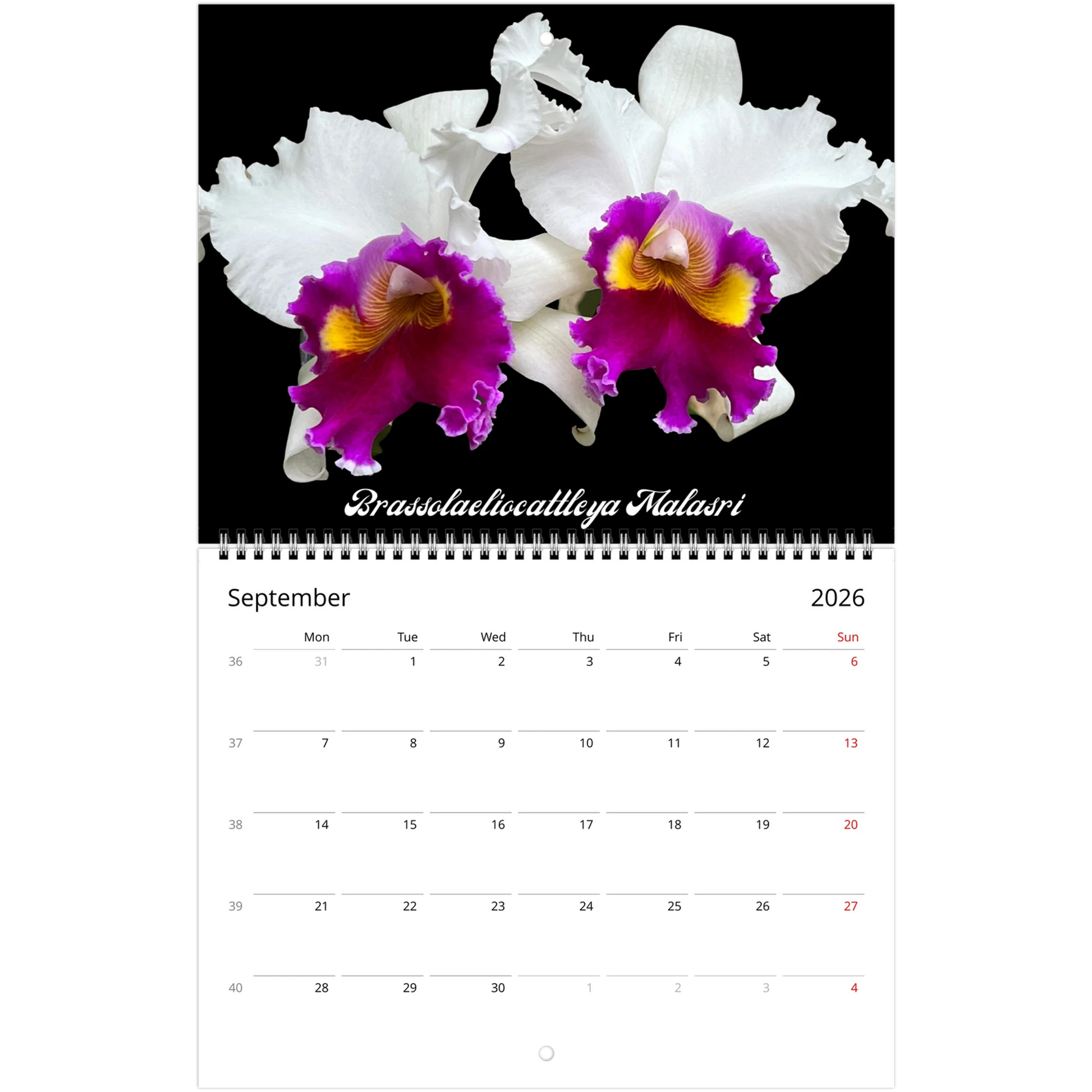 Catt's In Black Orchids 2026 Calendar (US & CA)