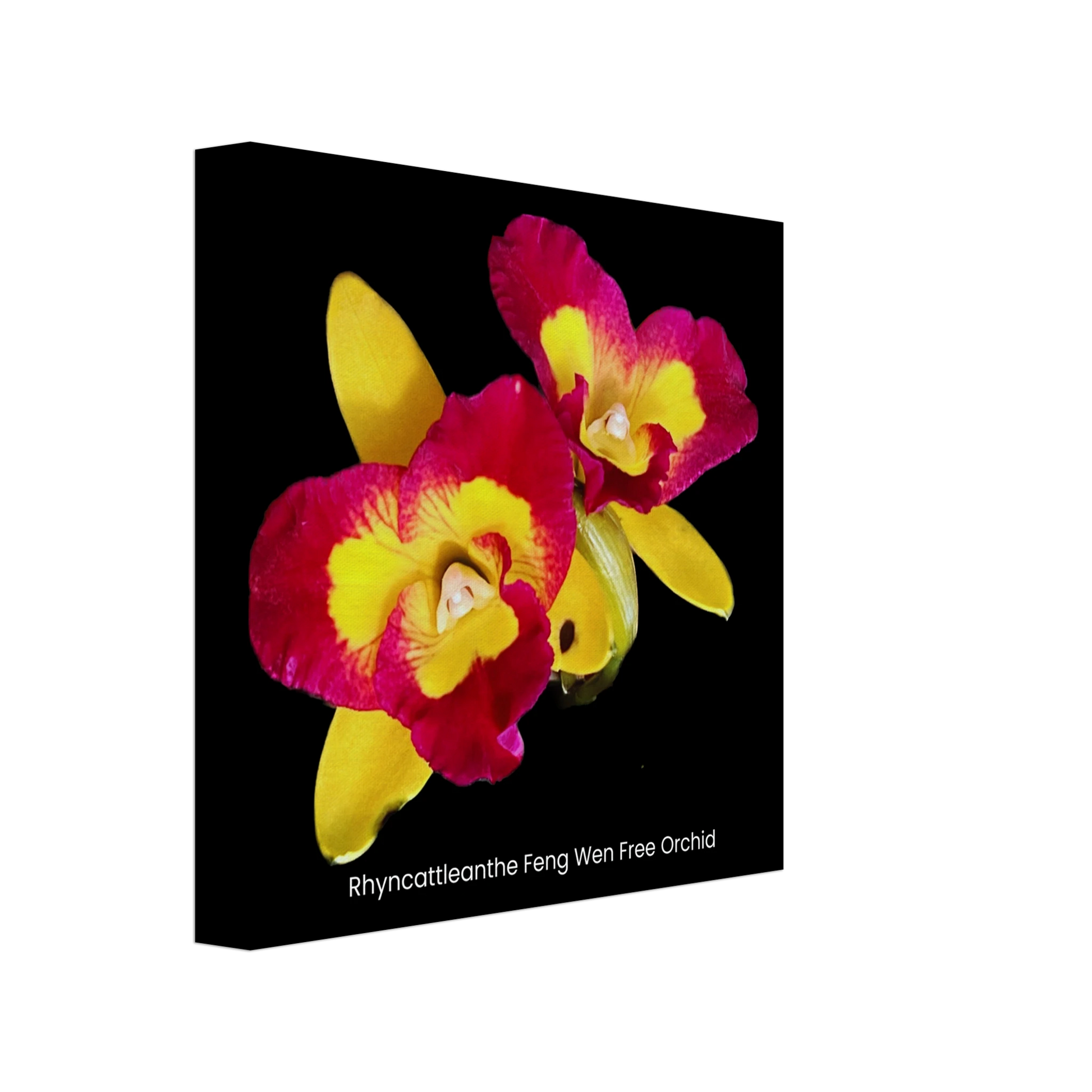 Rhyncattleanthe Feng Weng Free Orchid Canvas Print
