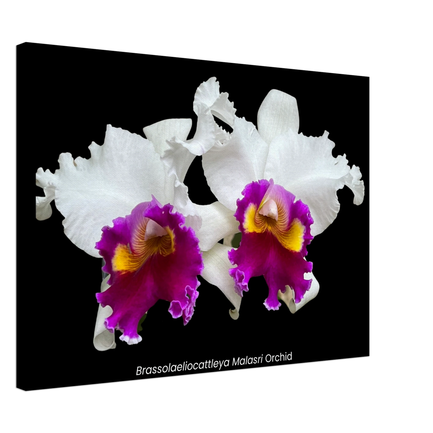Brassolaeliocattleya Malasri Orchid Canvas Print