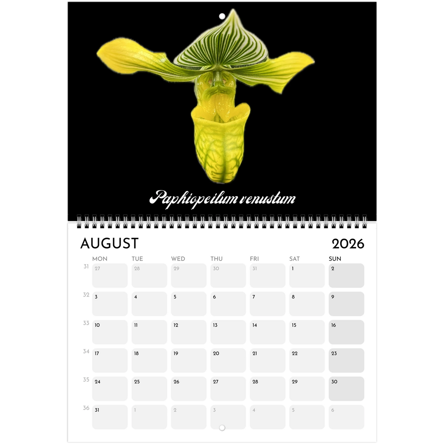 Species Orchids  2026 Calendar