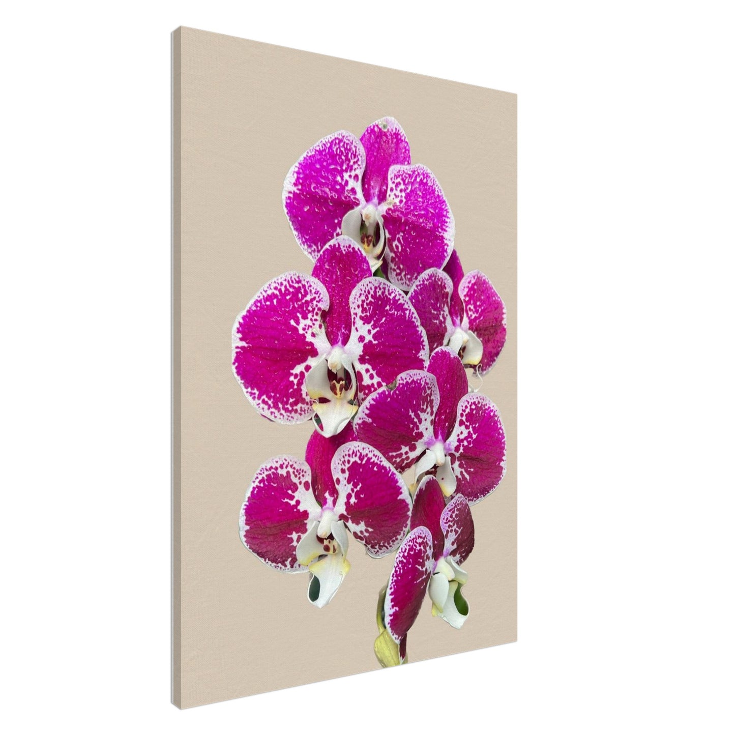 Pink & White Phalaenopsis Sand Orchid Canvas Print
