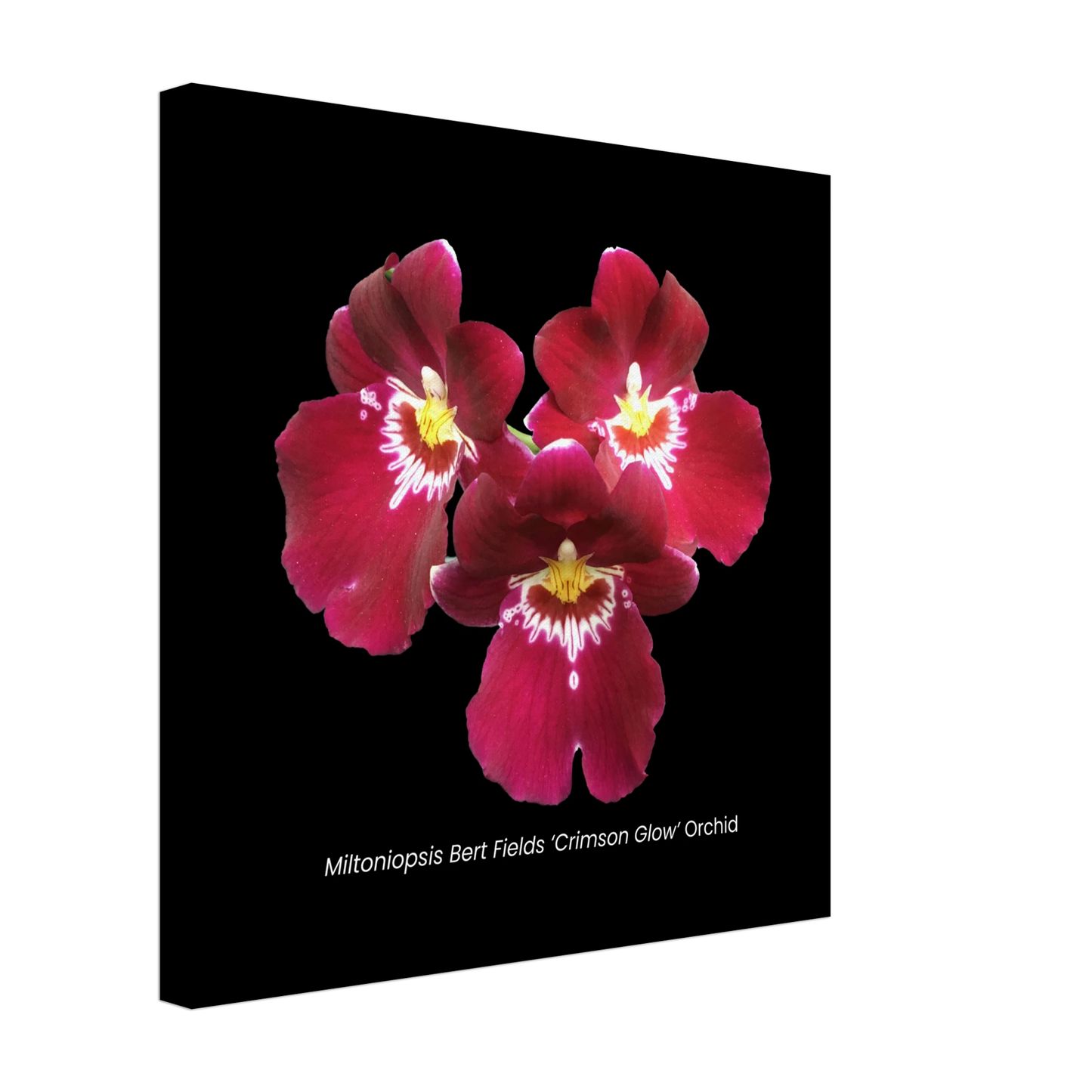 Miltoniopsis Bert Fields 'Crimson Glow' Orchid Canvas Print