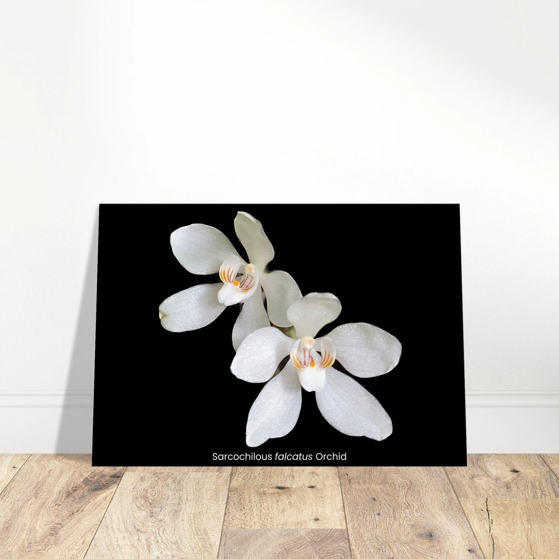 Sarcochilous falcatus Orchid Canvas Print