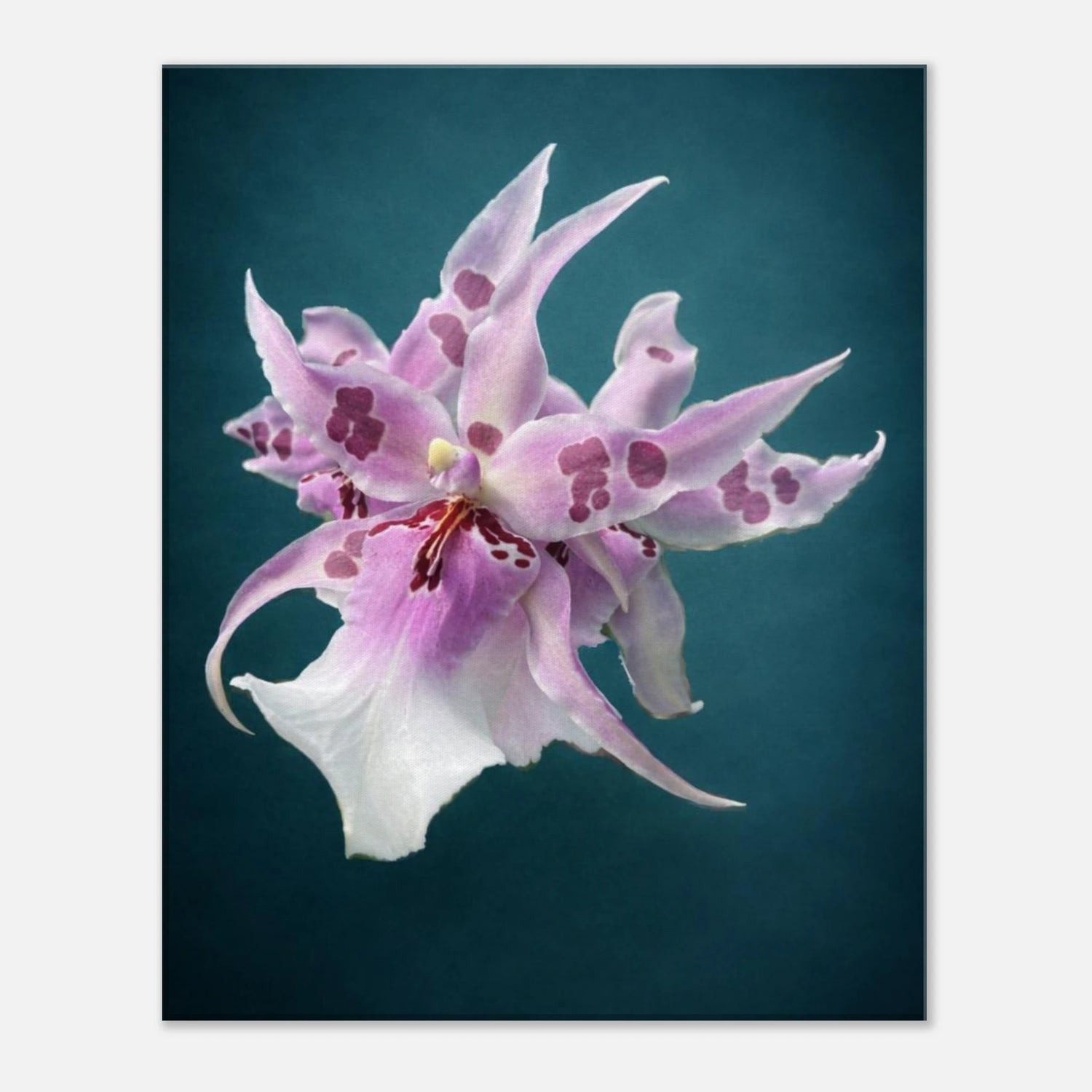Bea. Peggy Ruth Carpenter "Morning Joy" Orchid Teal Canvas Print