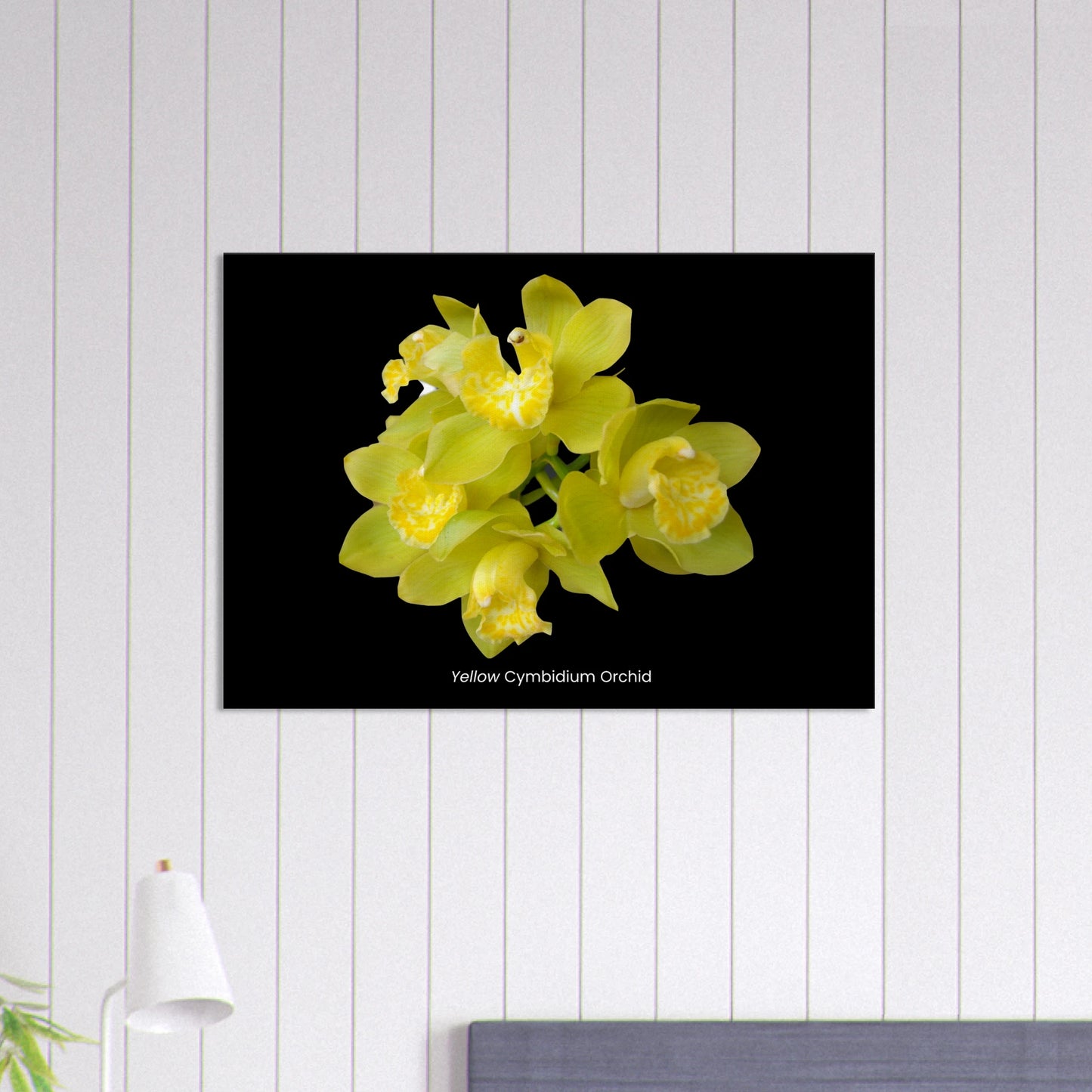Yellow Cymbidium Orchid Canvas Print