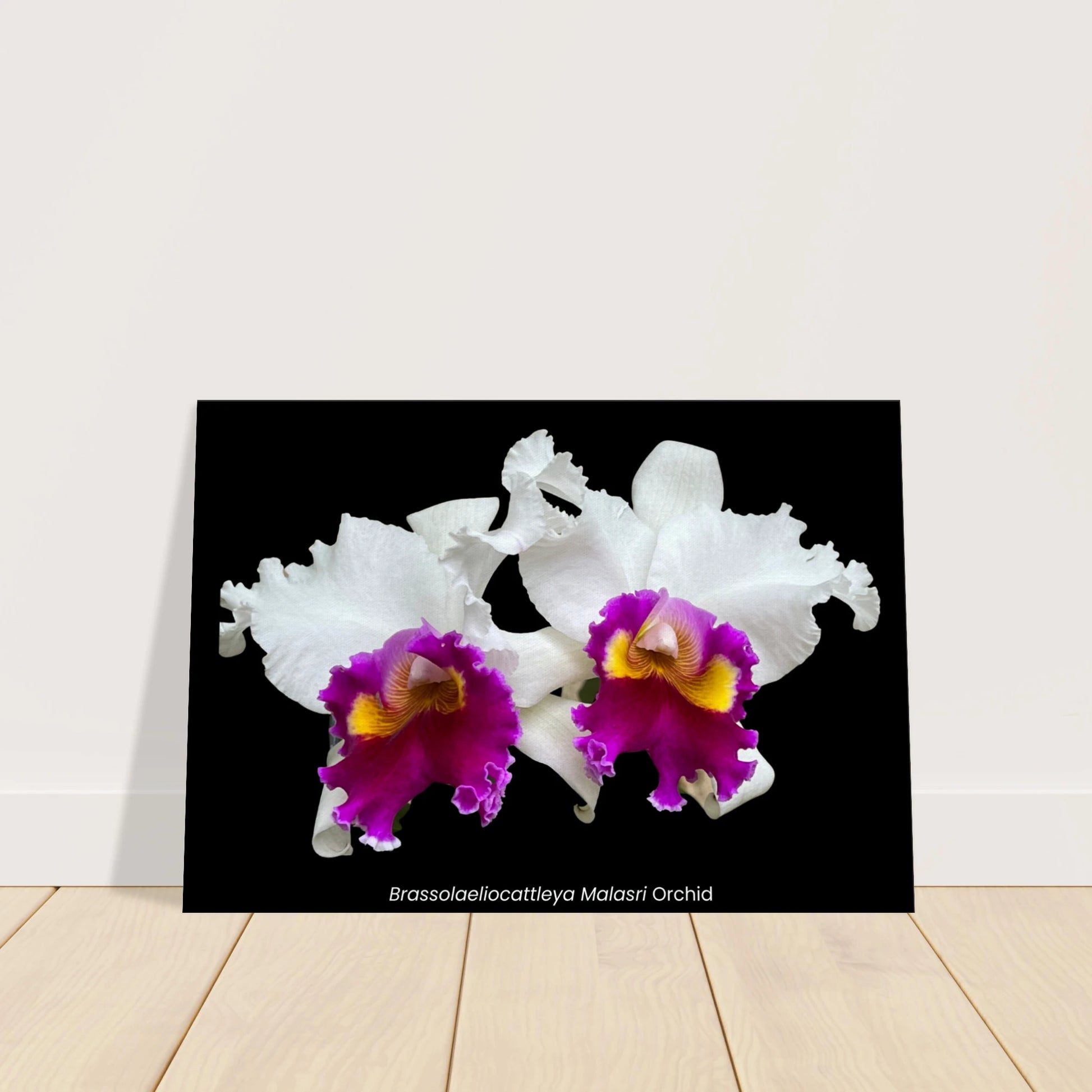 Brassolaeliocattleya Malasri Orchid Canvas Print