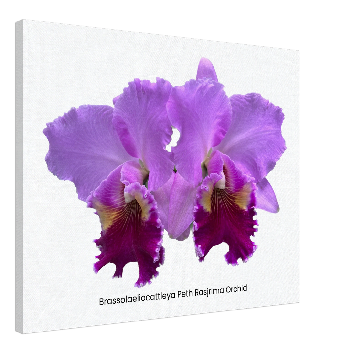 Brassolaeliocattleya Peth Rasjrima Orchid Canvas Print