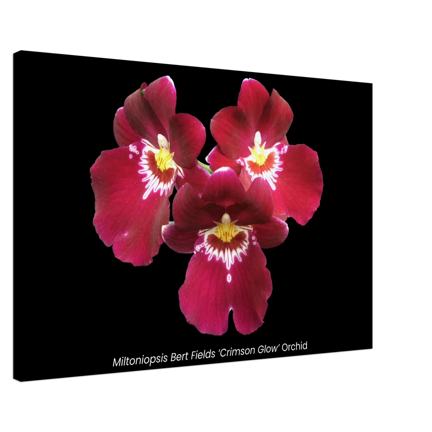 Miltoniopsis Bert Fields 'Crimson Glow' Orchid Canvas Print