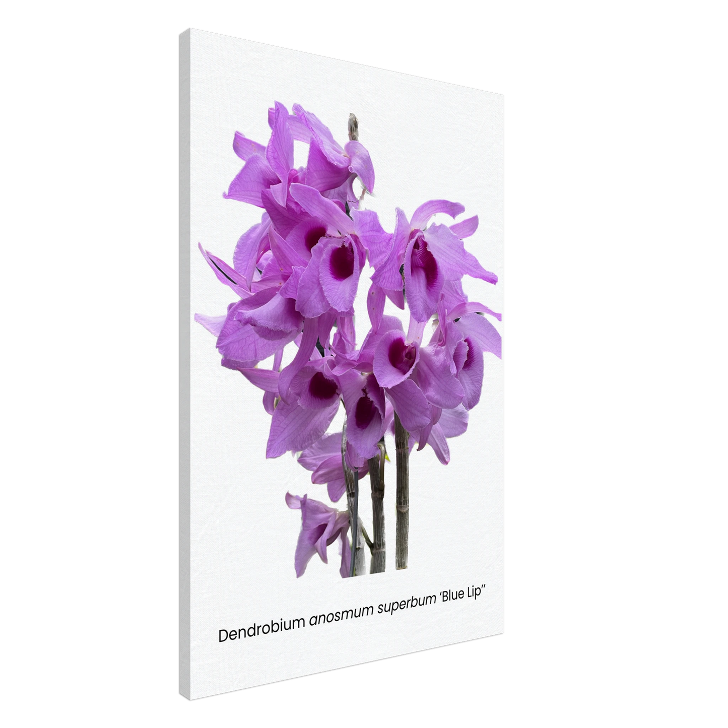 Dendrobium anosmum superbum 'Blue Lip' Orchid Canvas Print