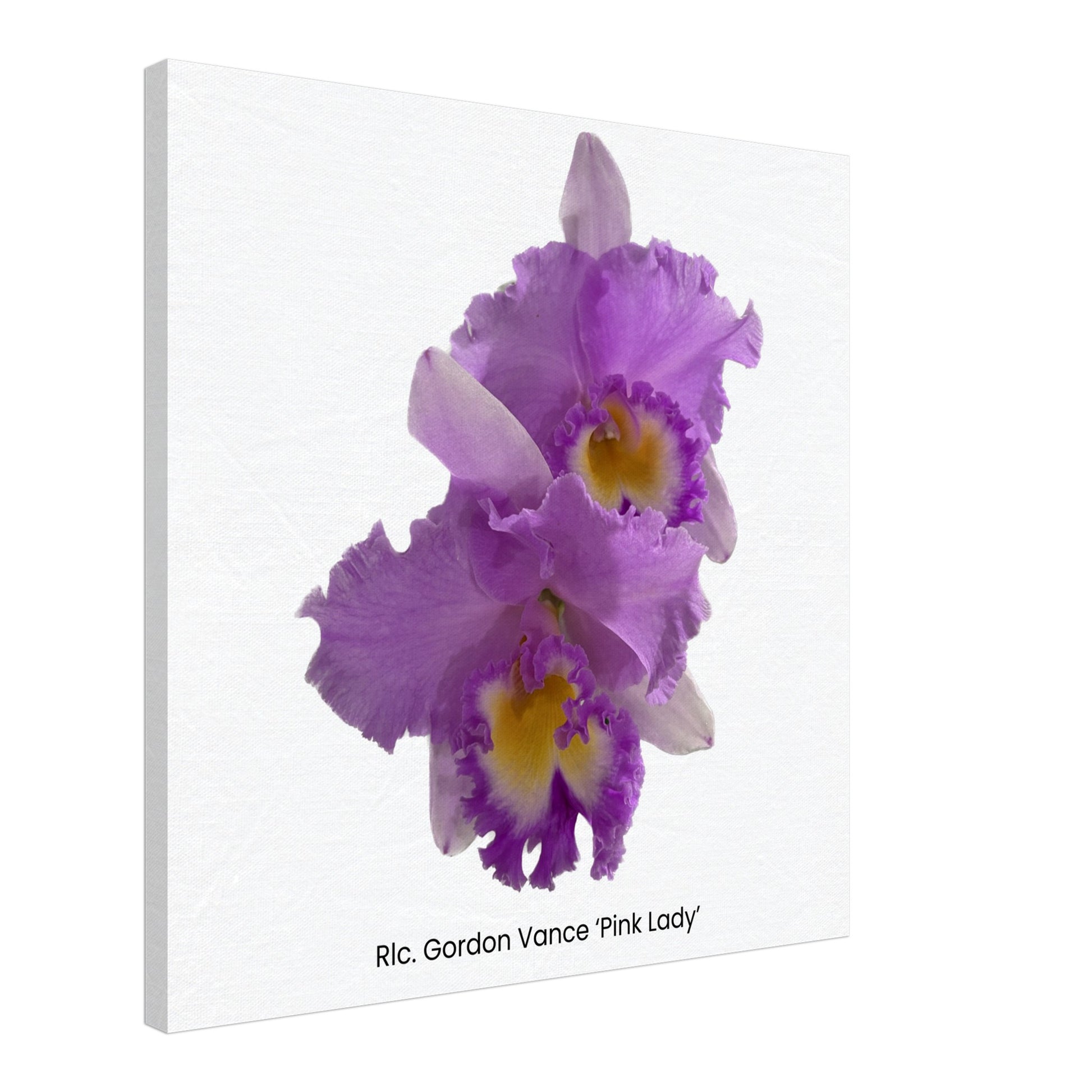 Rlc. Gordon Vance 'Pink Lady' Orchid Canvas Print