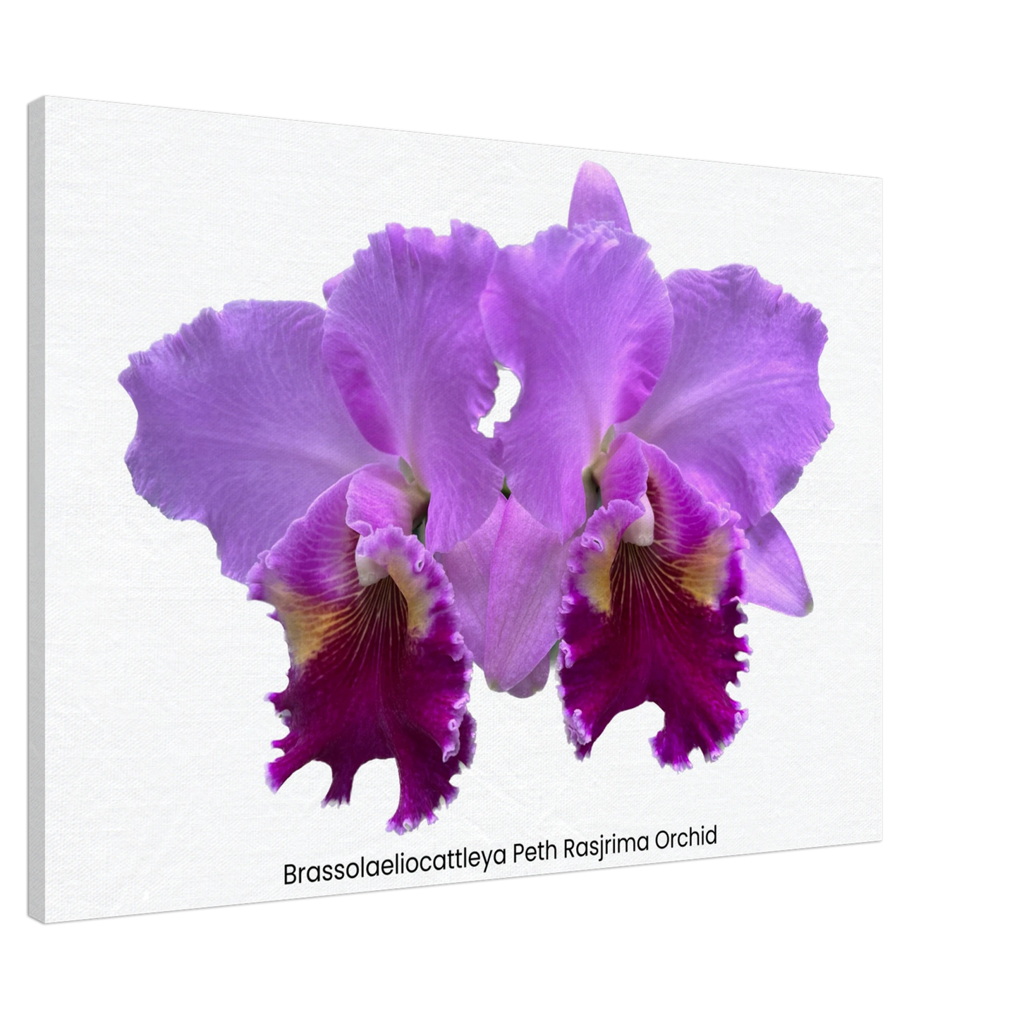 Brassolaeliocattleya Peth Rasjrima Orchid Canvas Print