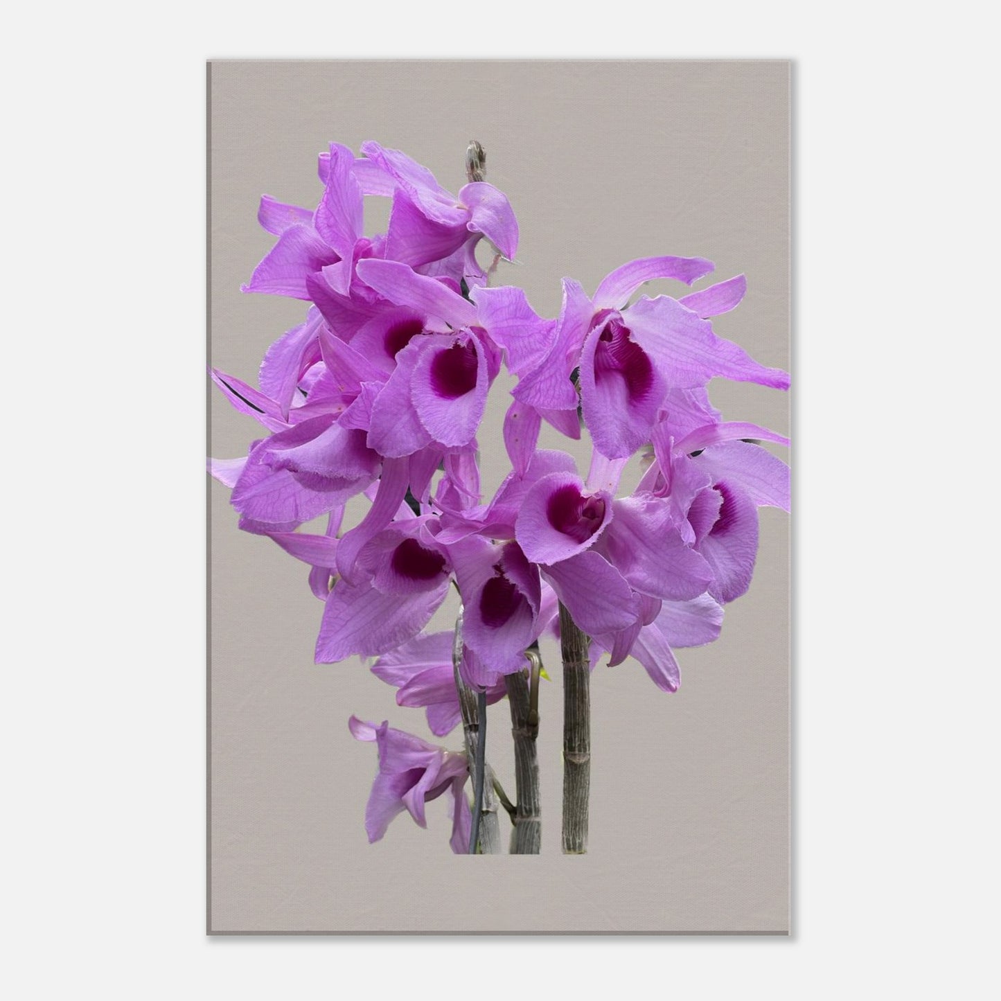 Dendrobium anosmum superbum 'Blue Lip' Orchid Greig Canvas Print