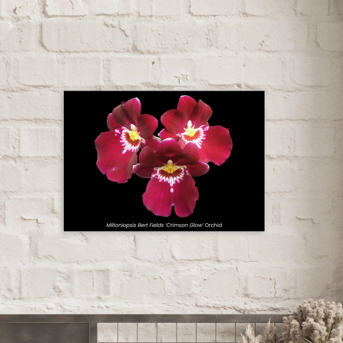 Miltoniopsis Bert Fields 'Crimson Glow' Orchid Canvas Print