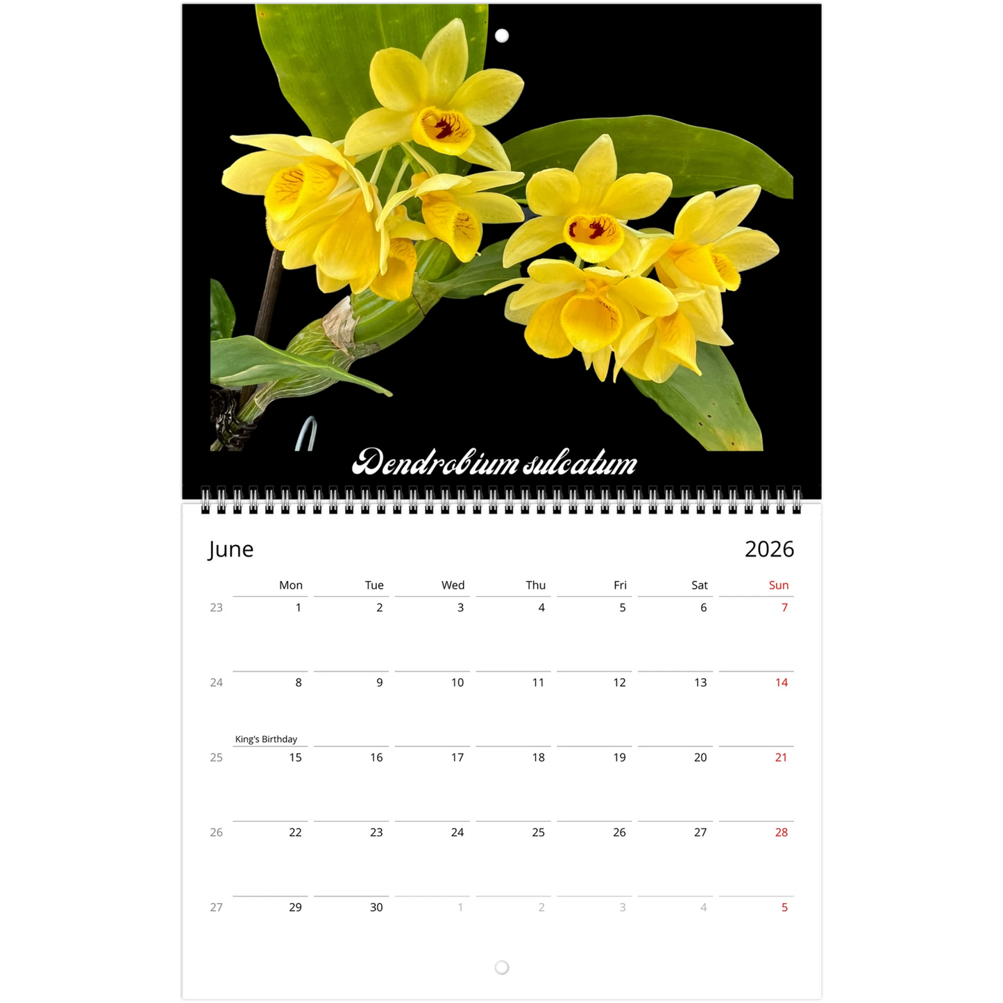 Species Orchids 2026 Wall Calendar (US & CA)