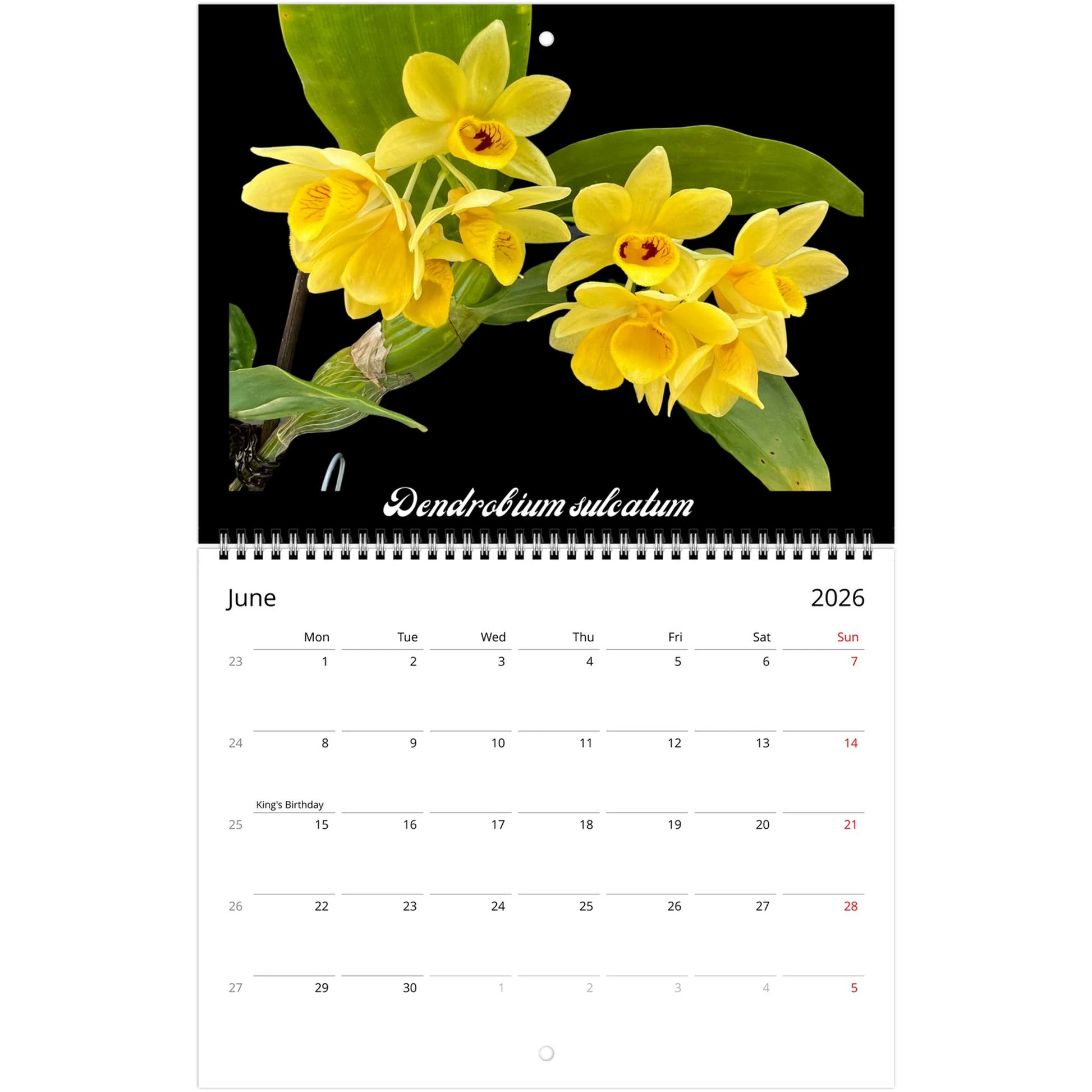 Species Orchids 2026 Wall Calendar (US & CA)