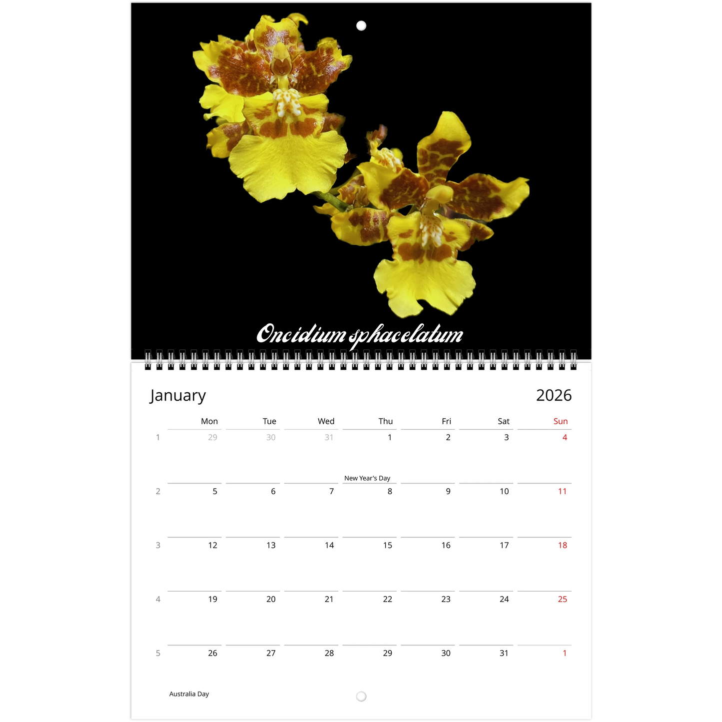 Species Orchids 2026 Wall Calendar (US & CA)