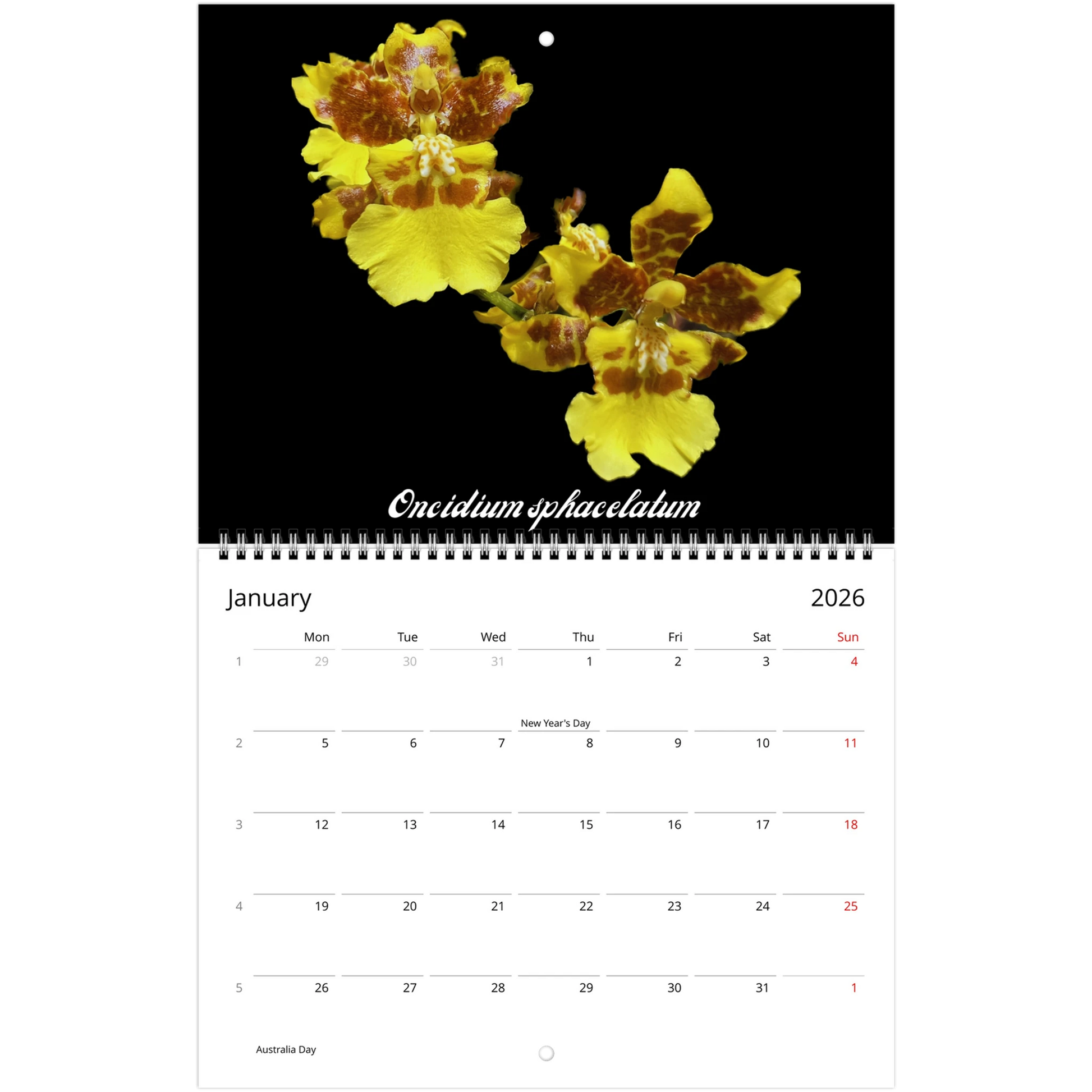 Species Orchids 2026 Wall Calendar (US & CA)