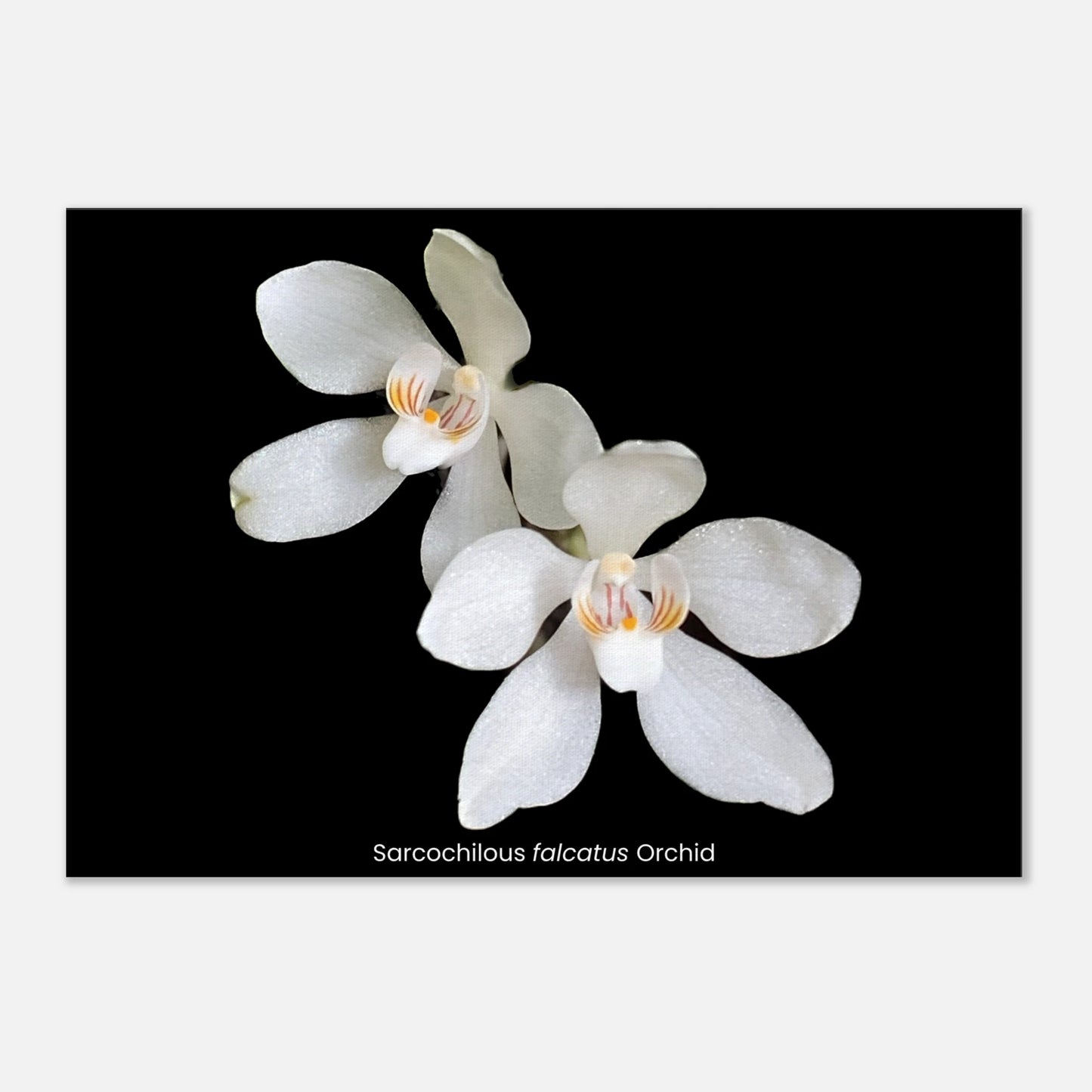Sarcochilous falcatus Orchid Canvas Print