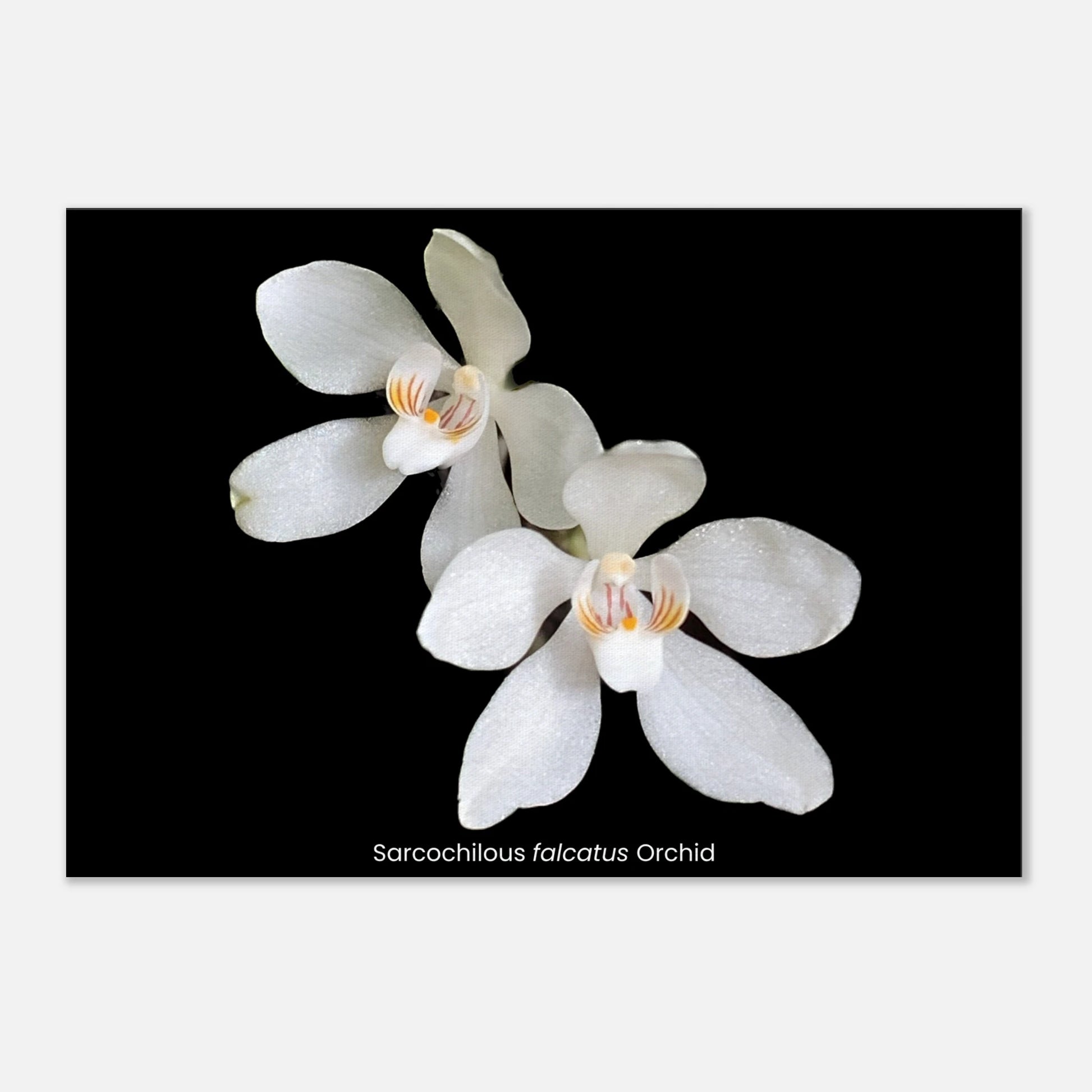 Sarcochilous falcatus Orchid Canvas Print