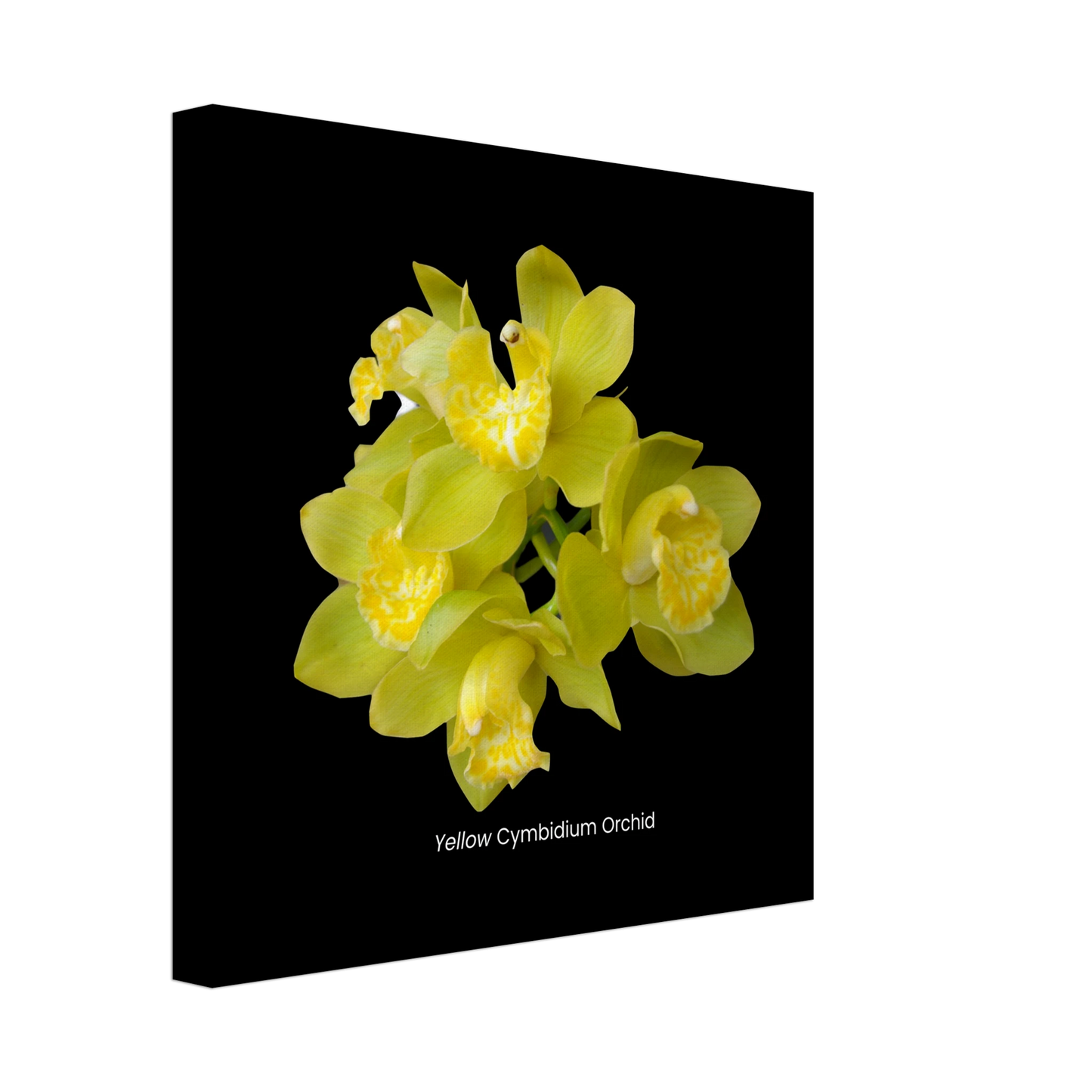 Yellow Cymbidium Orchid Canvas Print