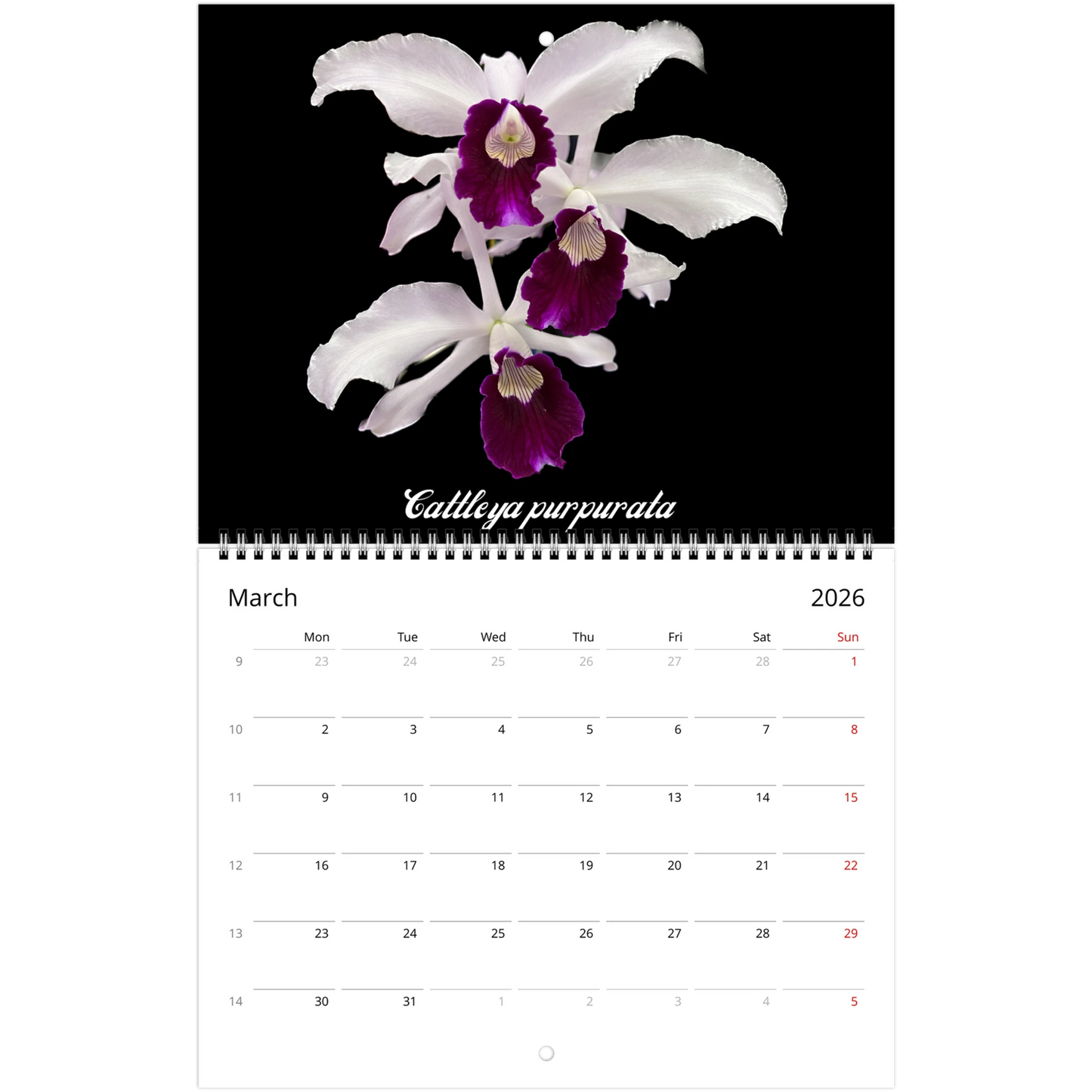 Species Orchids 2026 Wall Calendar (US & CA)