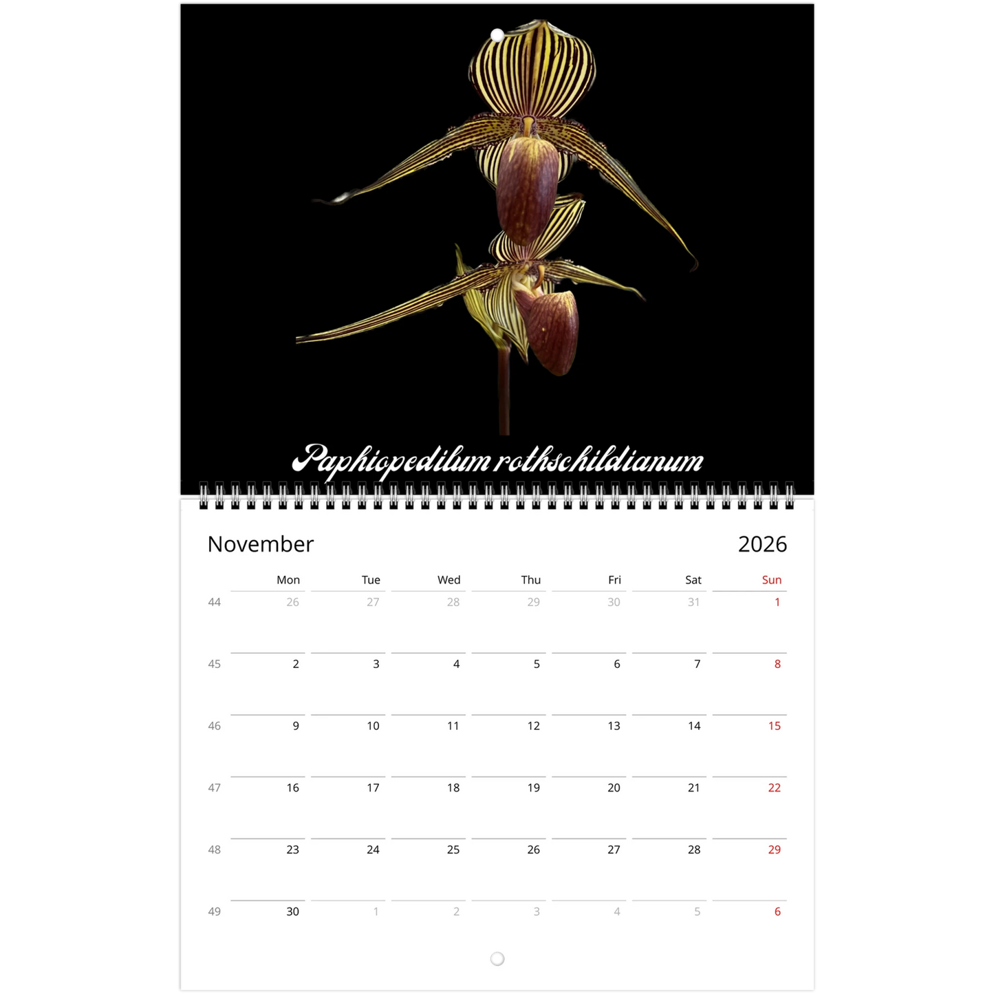 Loving Orchids 2026 Calendar (US & CA)