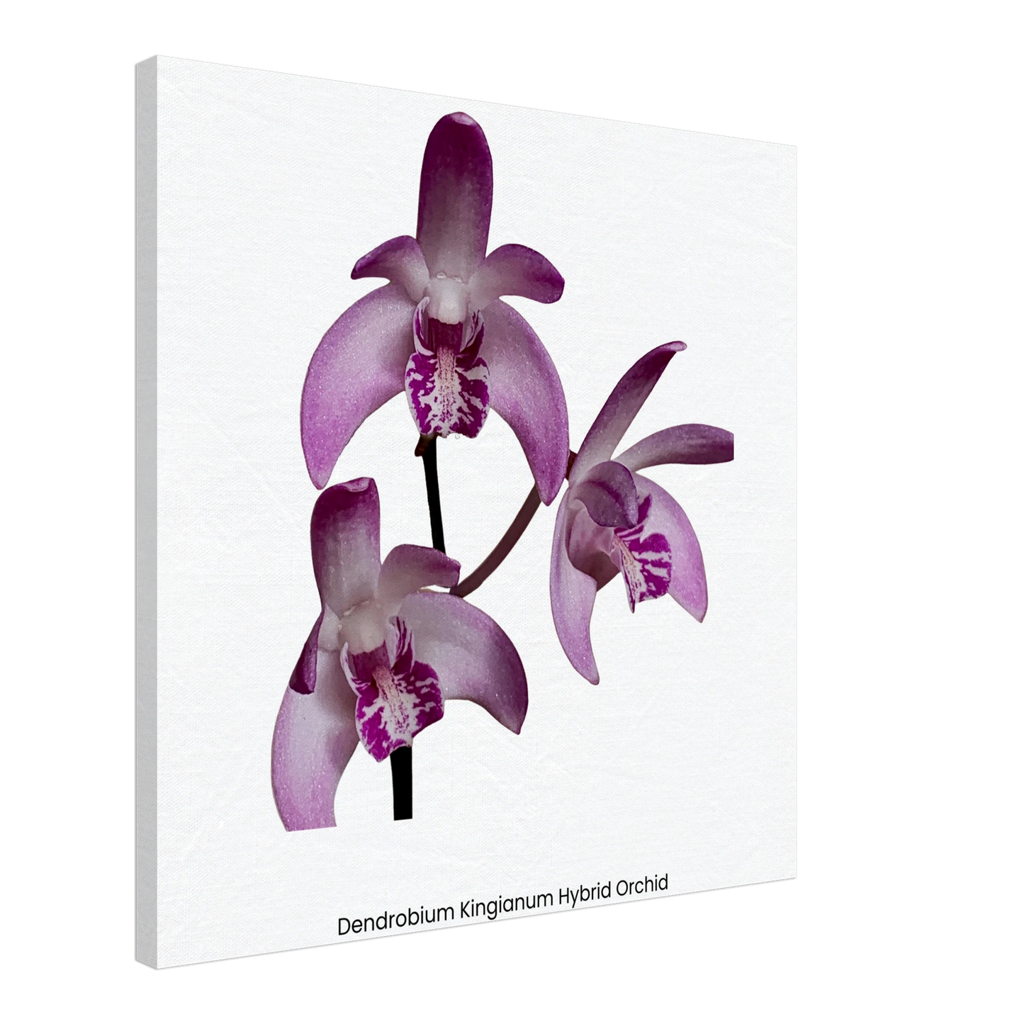 Dendrobium Kingianum Hybrid Orchid Canvas Print