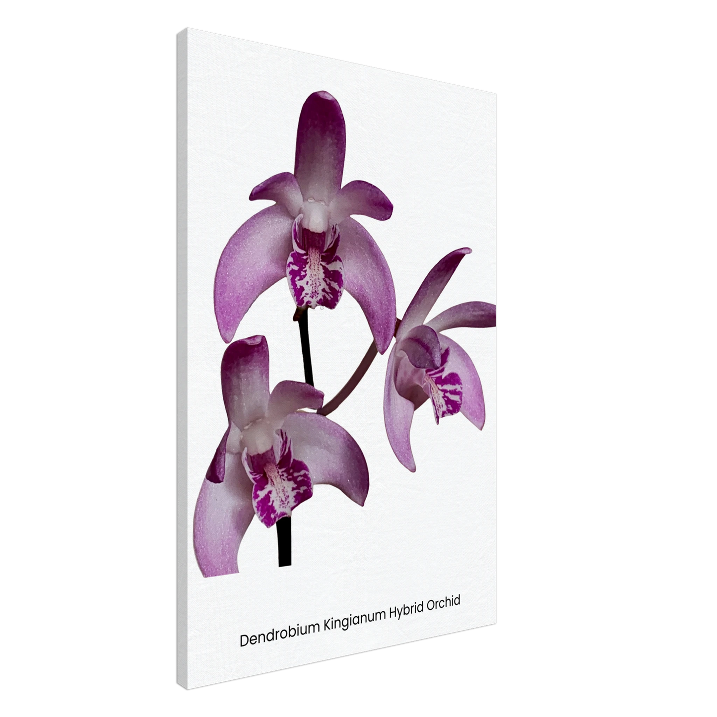 Dendrobium Kingianum Hybrid Orchid Canvas Print