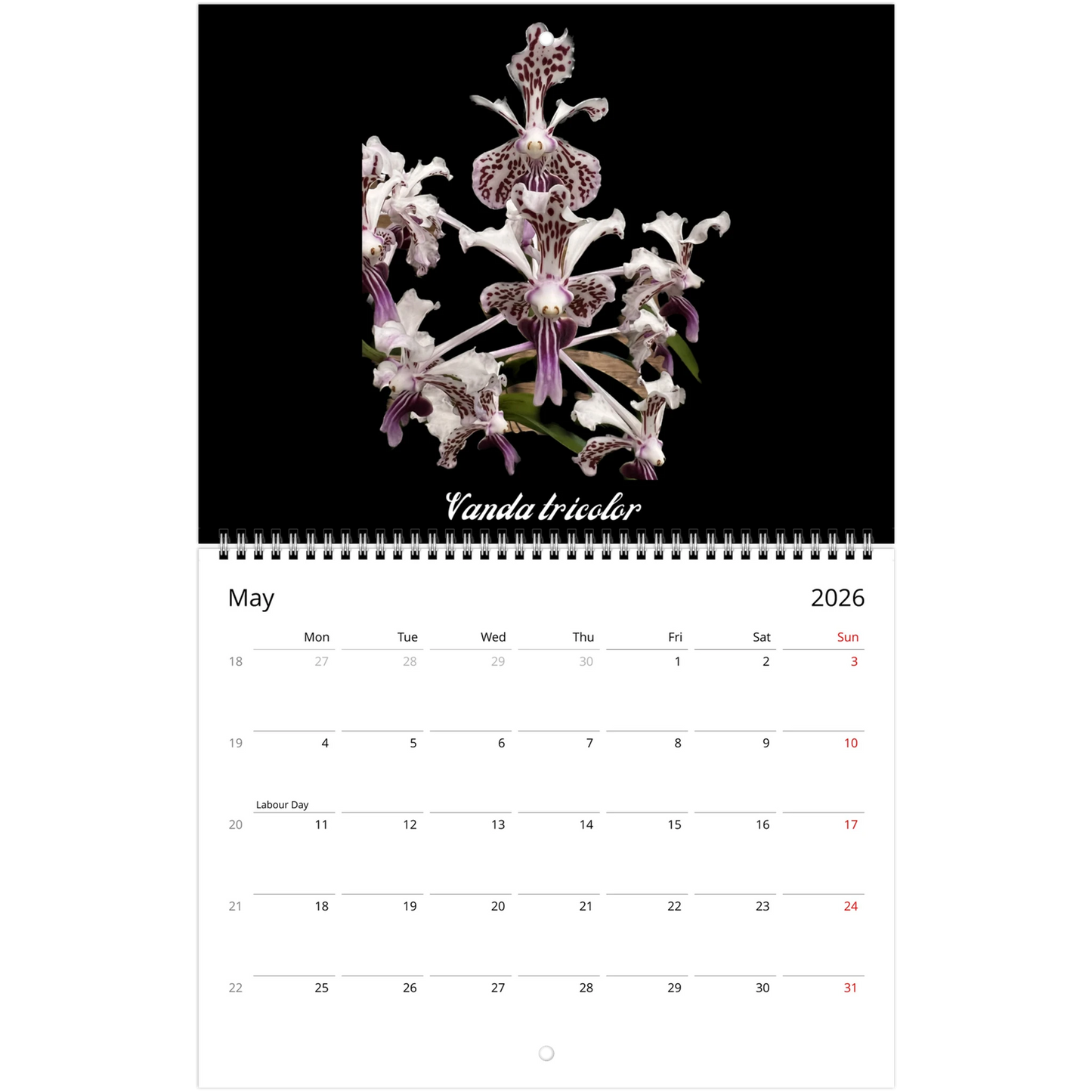 Species Orchids 2026 Wall Calendar (US & CA)