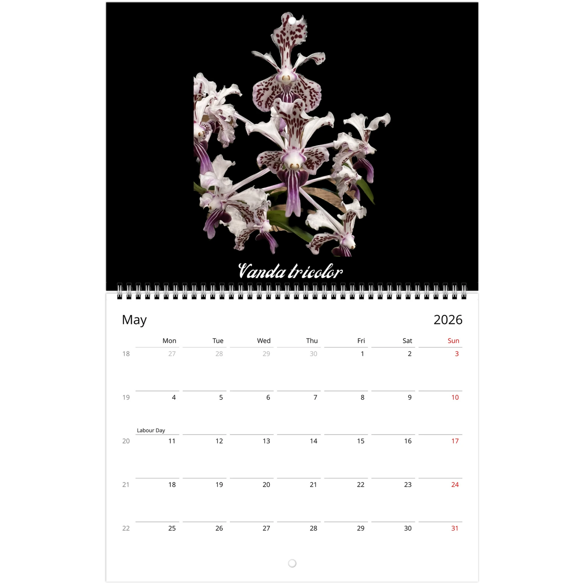 Species Orchids 2026 Wall Calendar (US & CA)