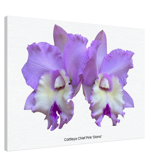 Cattleya Chief Pink "Diana" Orchid Canvas Print