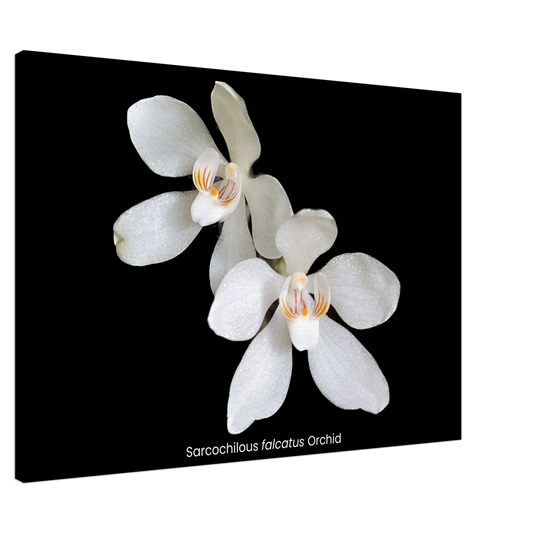 Sarcochilous falcatus Orchid Canvas Print