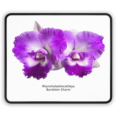 Rhyncholaeliocattleya Burdekin Charm Orchid Mouse Pad