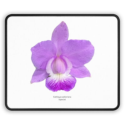 Cattleya walkeriana Orchid Mouse Pad
