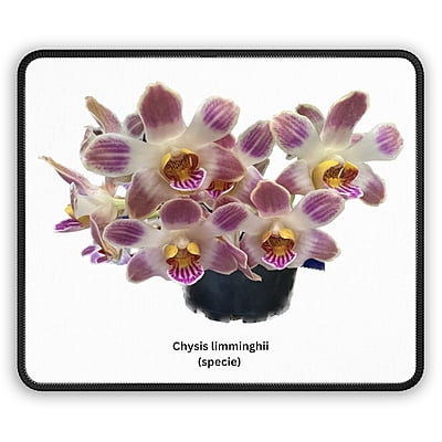 Chysis limminghei Orchid Mouse Pad
