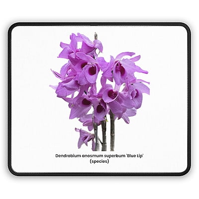 Dendrobium anosmum superbum 'Blue Lip' Orchid Mouse Pad