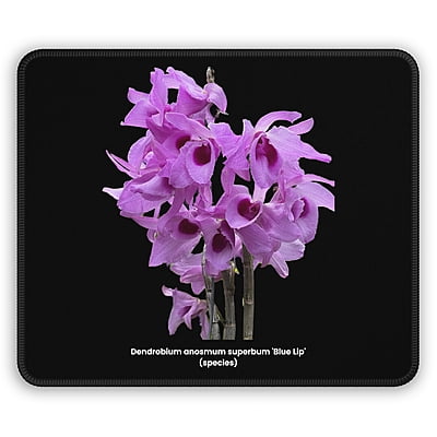 Dendrobium anosmum superbum 'Blue Lip' Orchid Black Mouse Pad