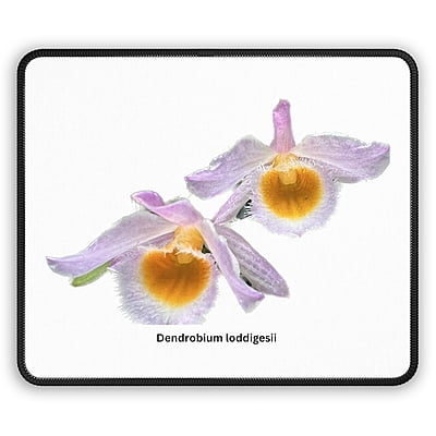 Dendrobium loddigesii Orchid Mouse Pad