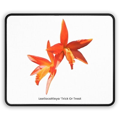 Laeliocattleya Trick Or Treat Orchid Mouse Pad