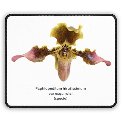 Paphiopedilum hirsutissimum var esquirolei Orchid Mouse Pad