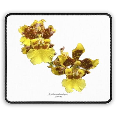 Oncidium sphacelatum Orchid Mouse Pad