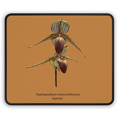 Paphiopedilum rothschildianum Orchid Mouse Pad