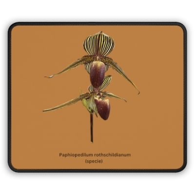 Paphiopedilum rothschildianum Orchid Mouse Pad
