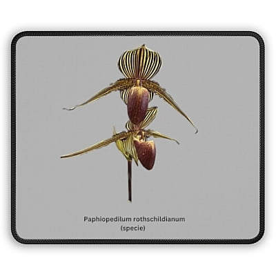 2 Paphiopedilum rothschildianum Orchid Mouse Pad