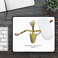 Paphiopedilum haynaldianum Orchid Mouse Pad