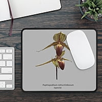 2 Paphiopedilum rothschildianum Orchid Mouse Pad