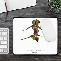 1 Paphiopedilum rothschildianum Orchid Mouse Pad